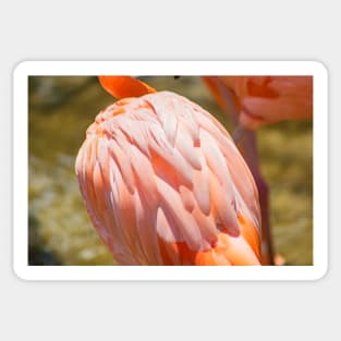 Flamingo body Sticker